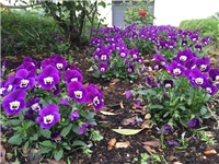 8c2637ca-20160520 maćuhice.jpg